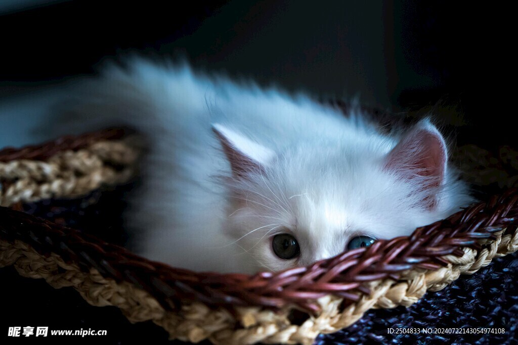 猫