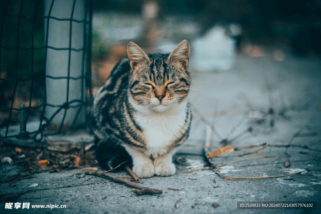 猫