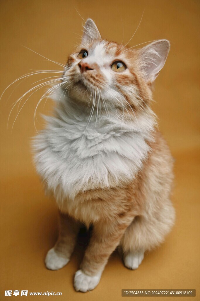 猫