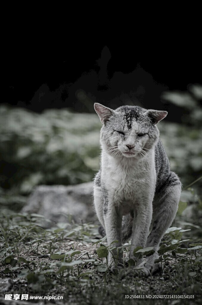 猫