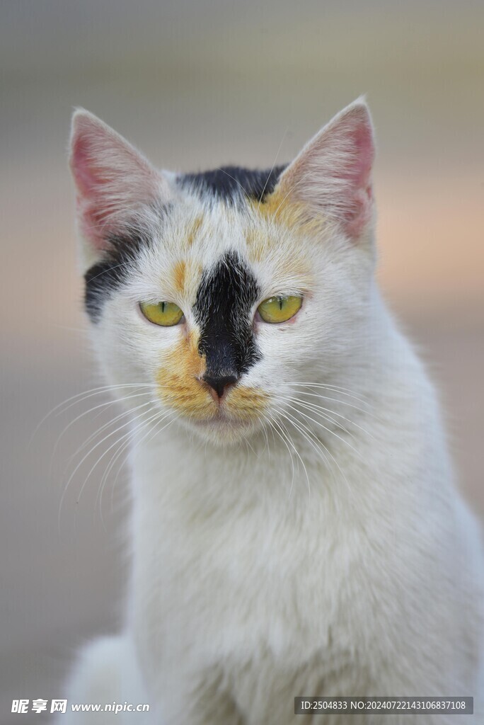 猫