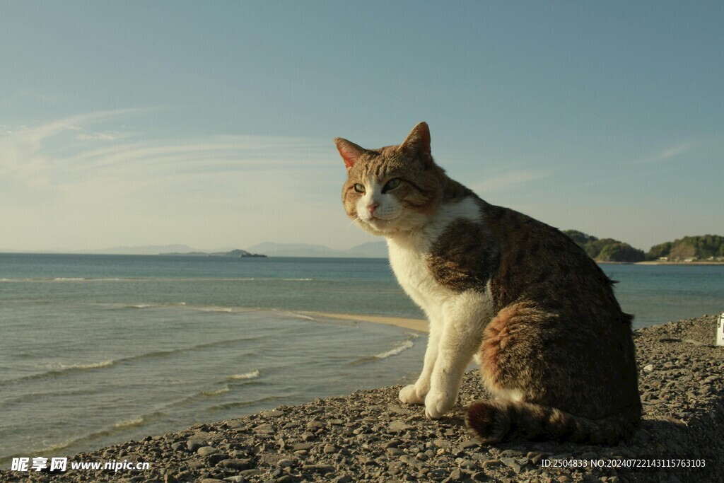 猫