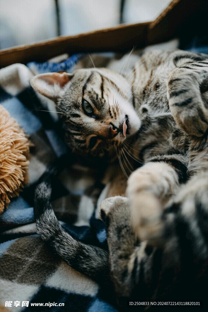 猫