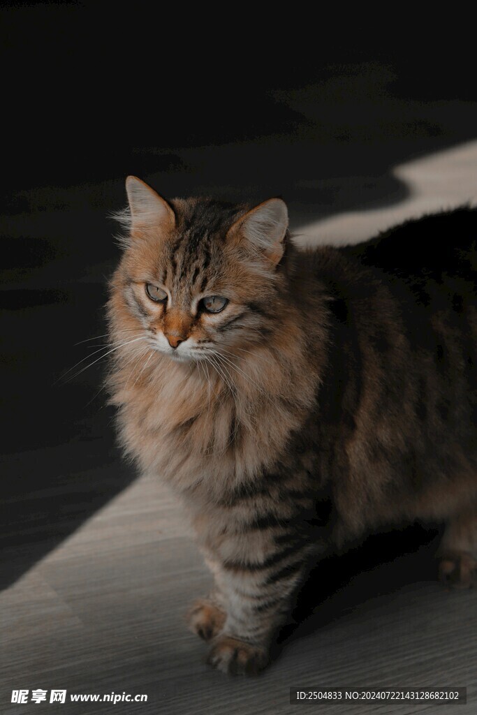 猫