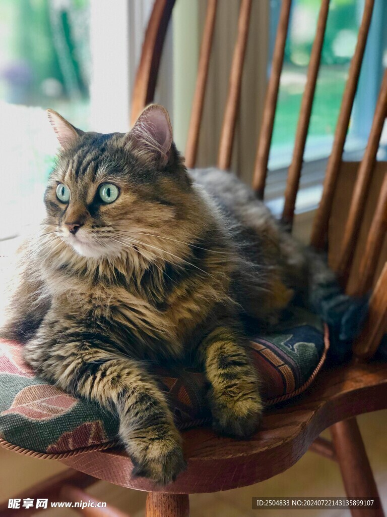 猫