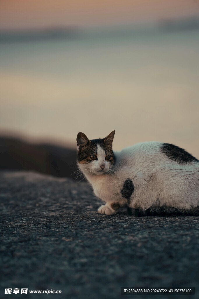 猫