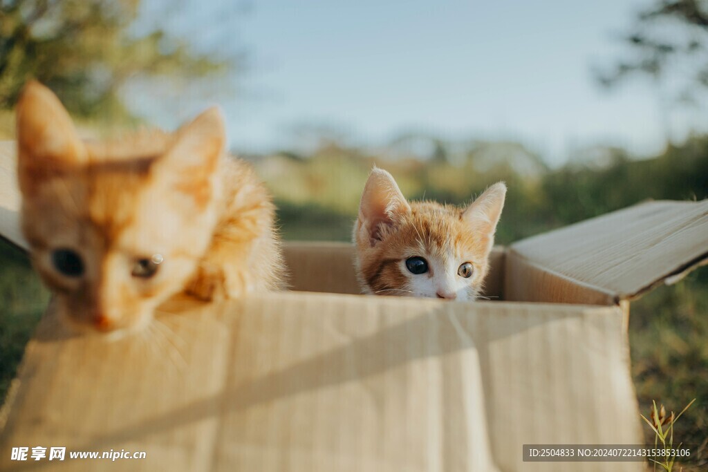 猫