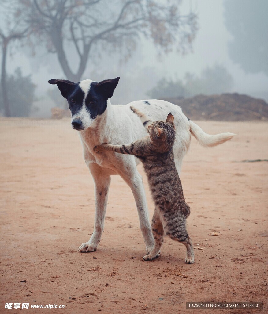 猫