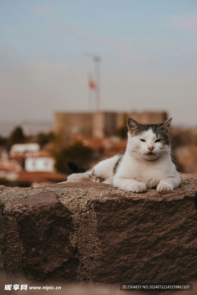 猫