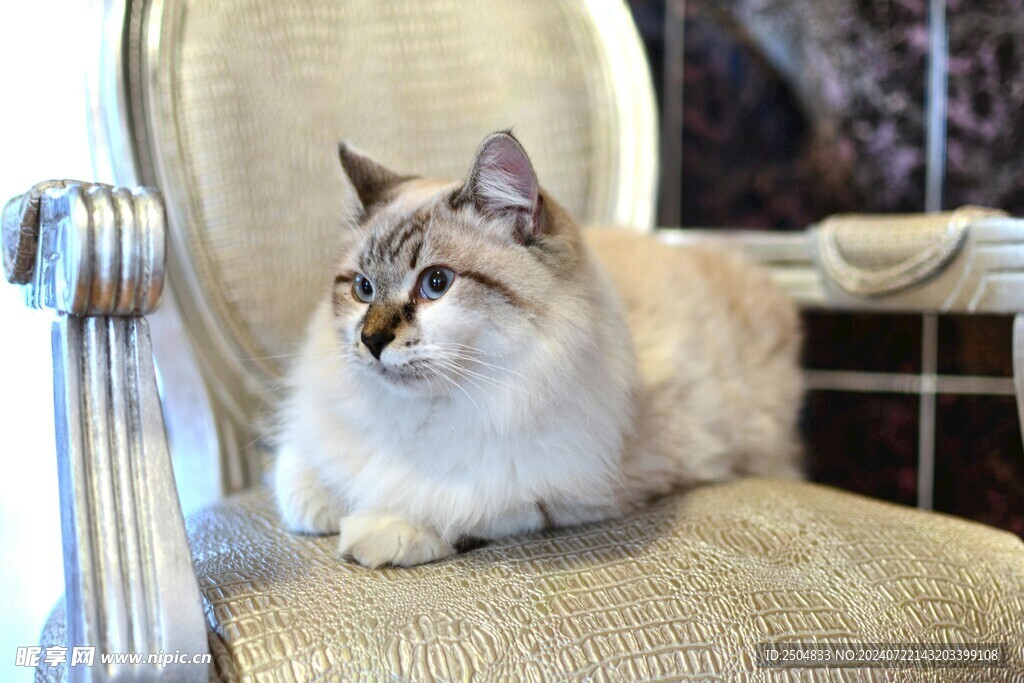 猫