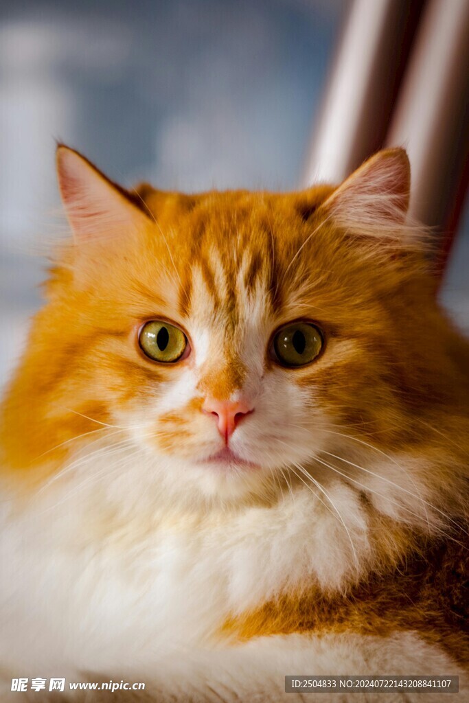 猫