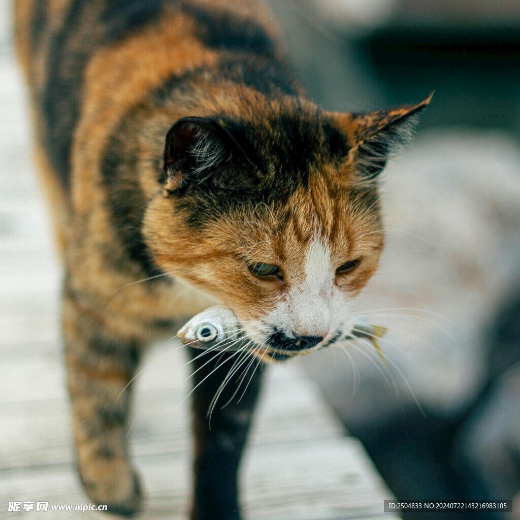 猫