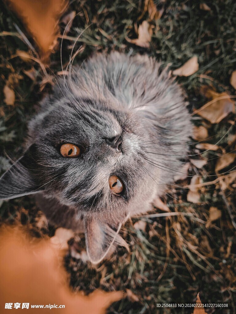 猫