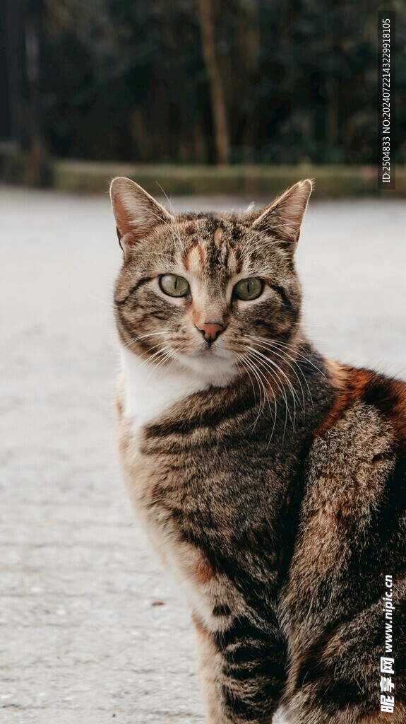 猫