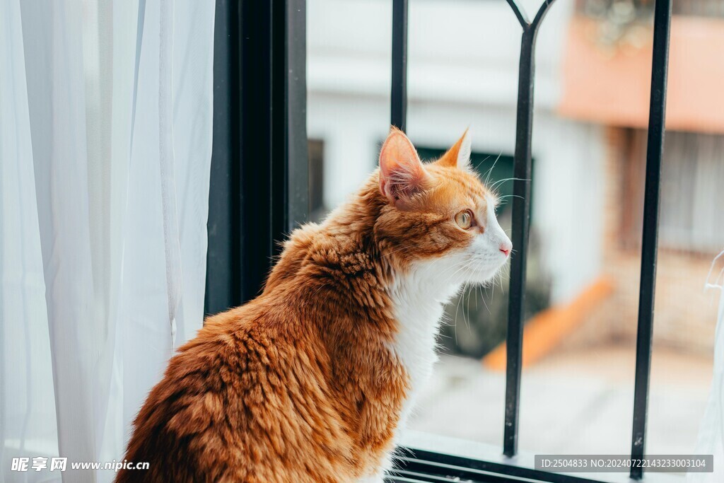 猫