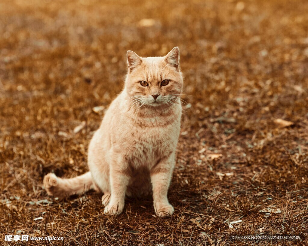 猫
