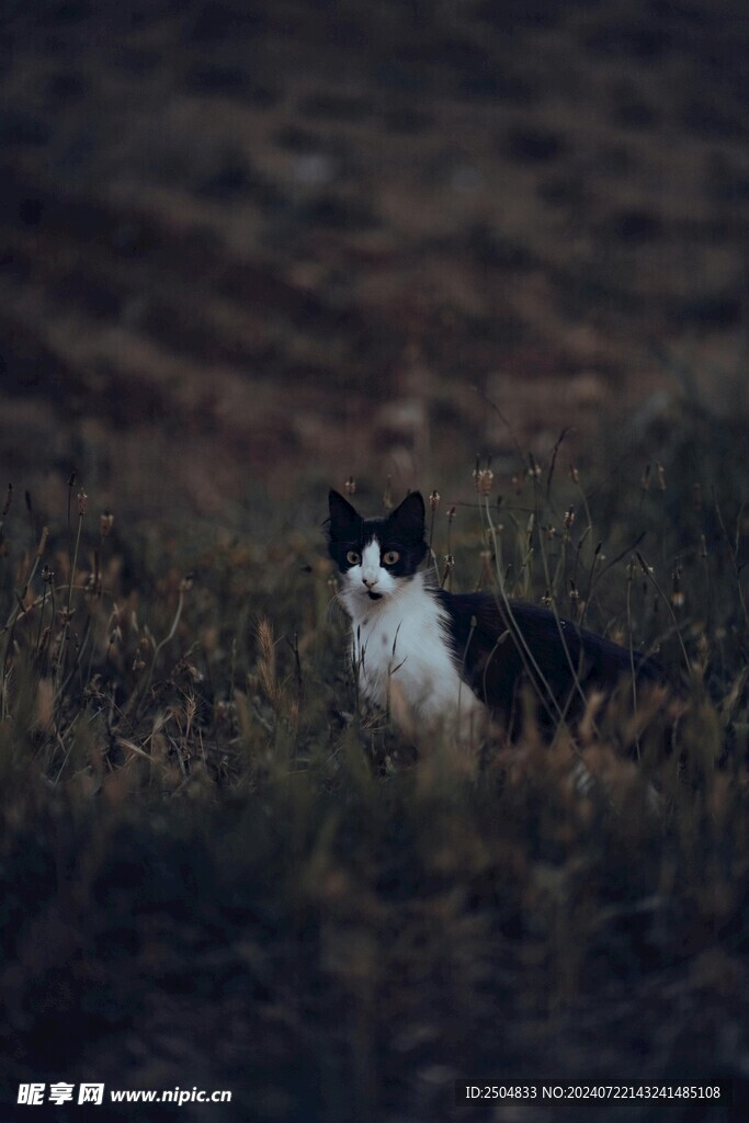 猫