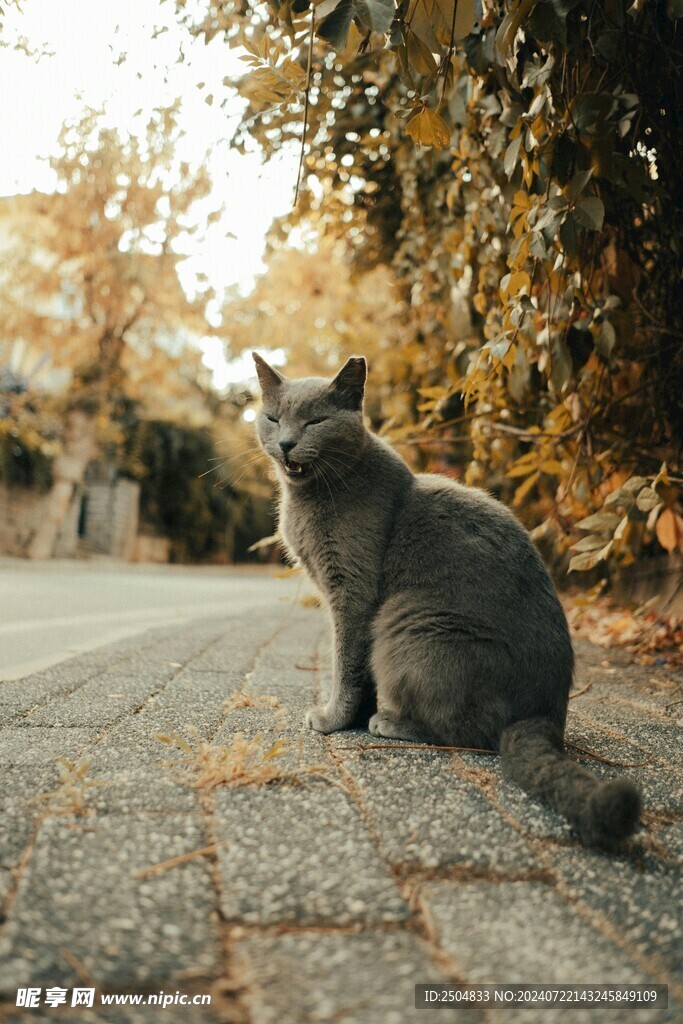 猫