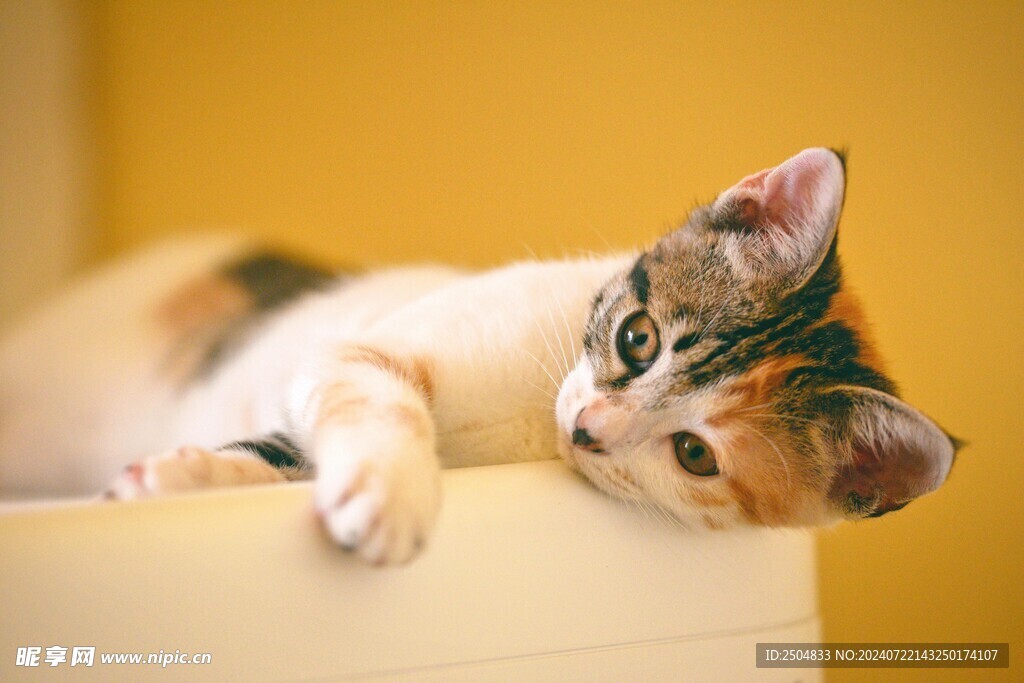 猫