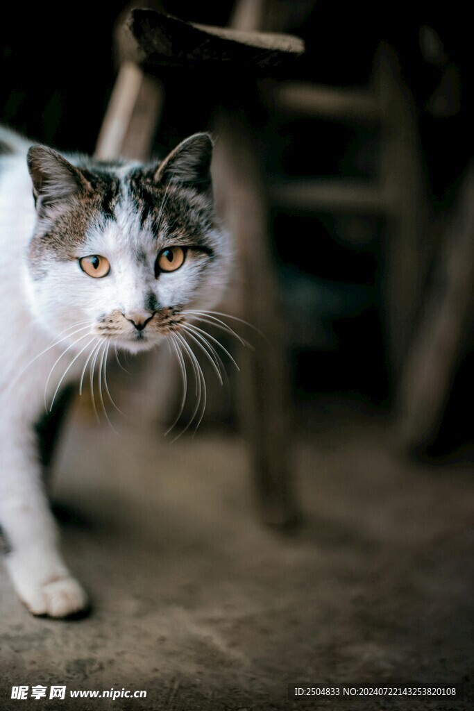 猫
