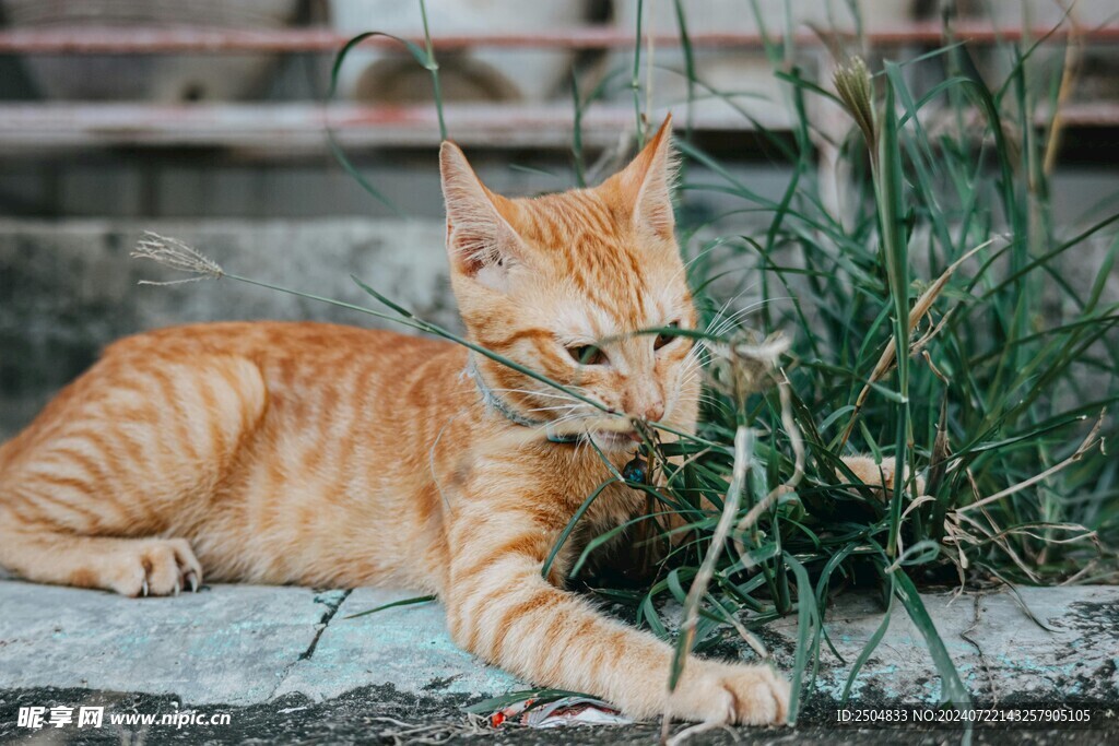 猫
