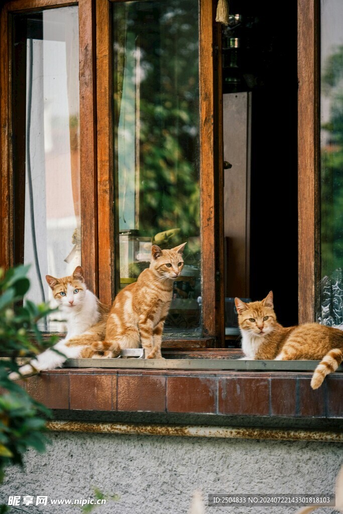 猫