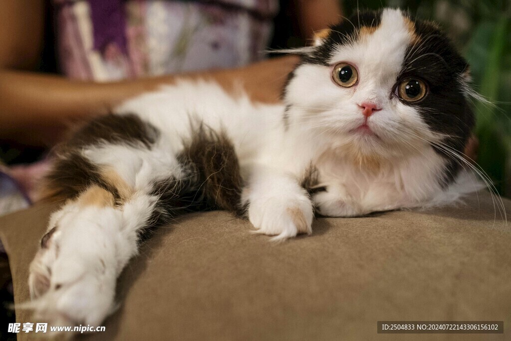 猫