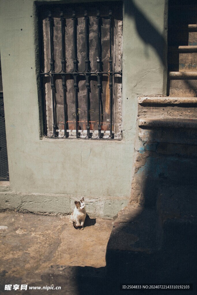 猫