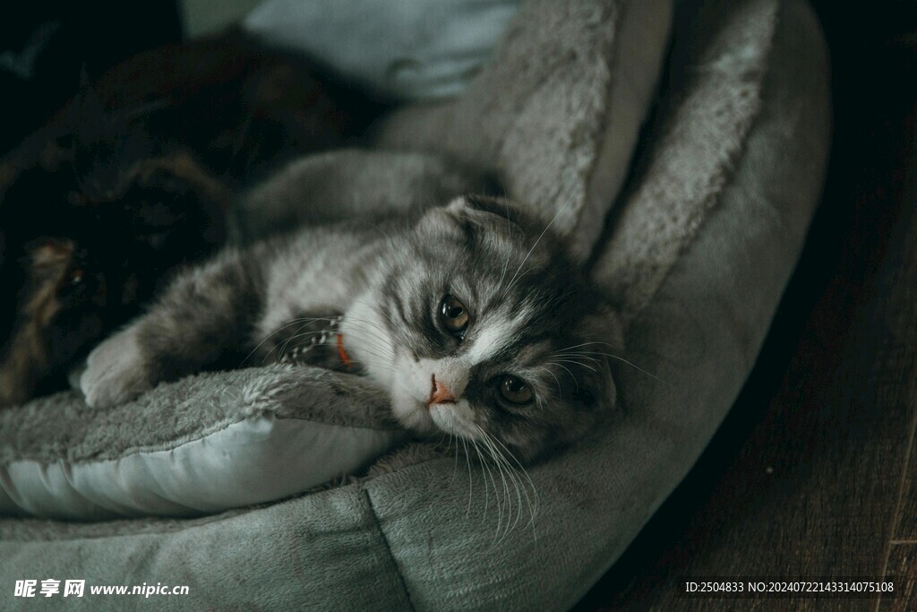 猫