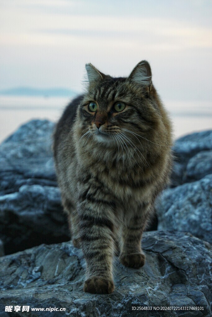 猫