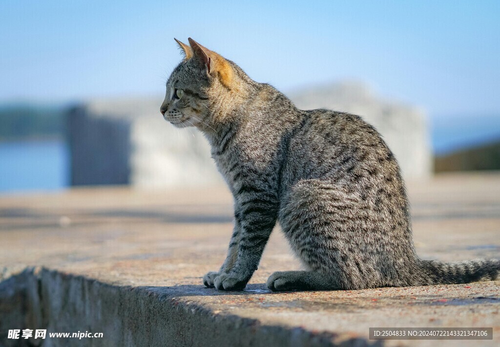 猫