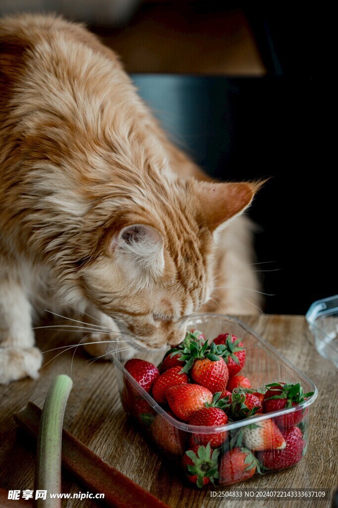 猫
