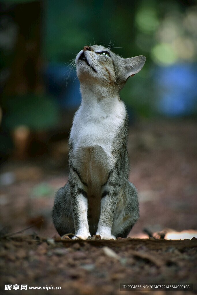 猫
