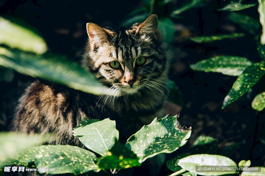 猫