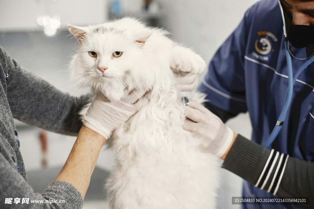 猫