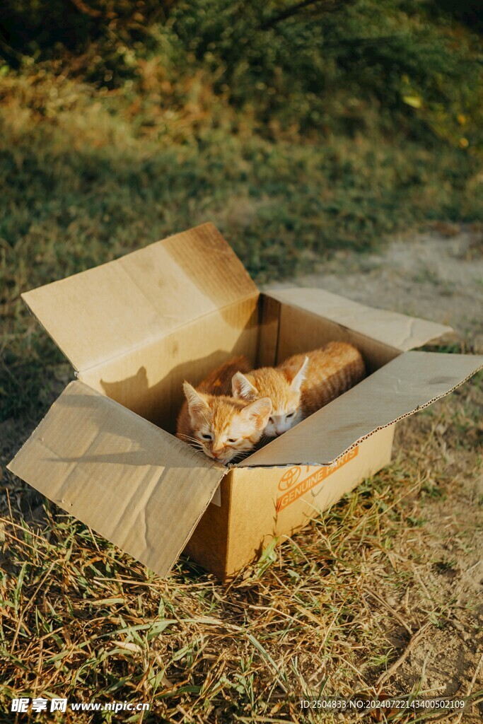 猫