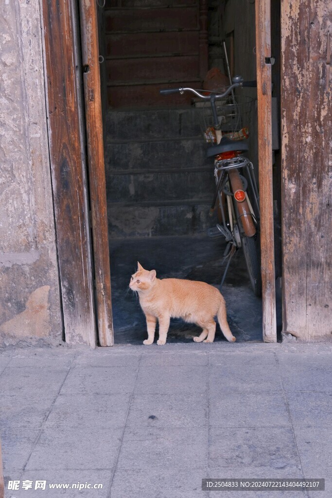 猫