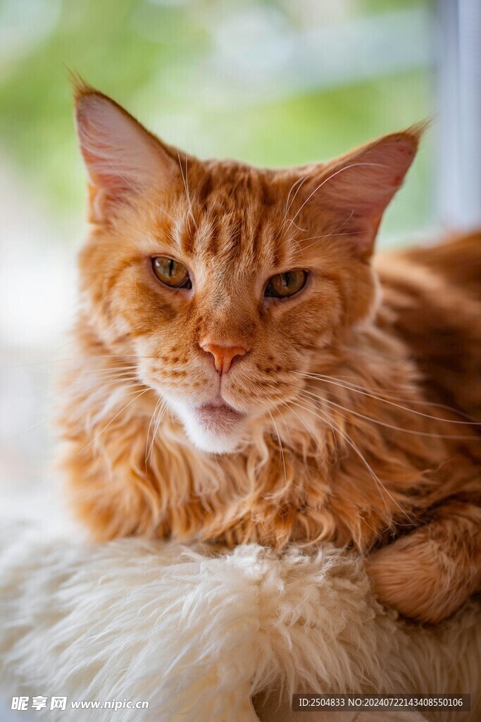 猫