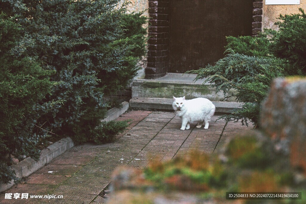 猫