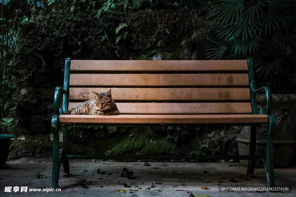 猫