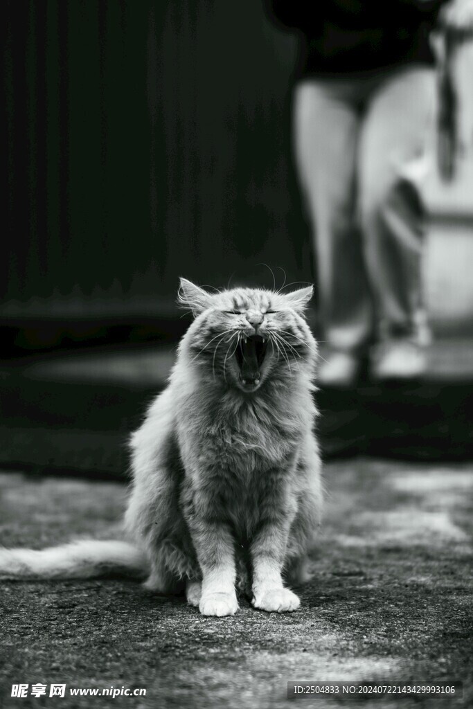 猫