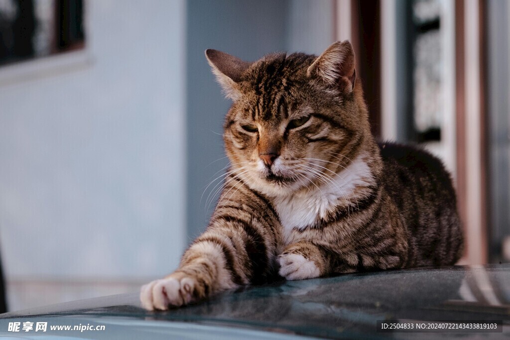猫