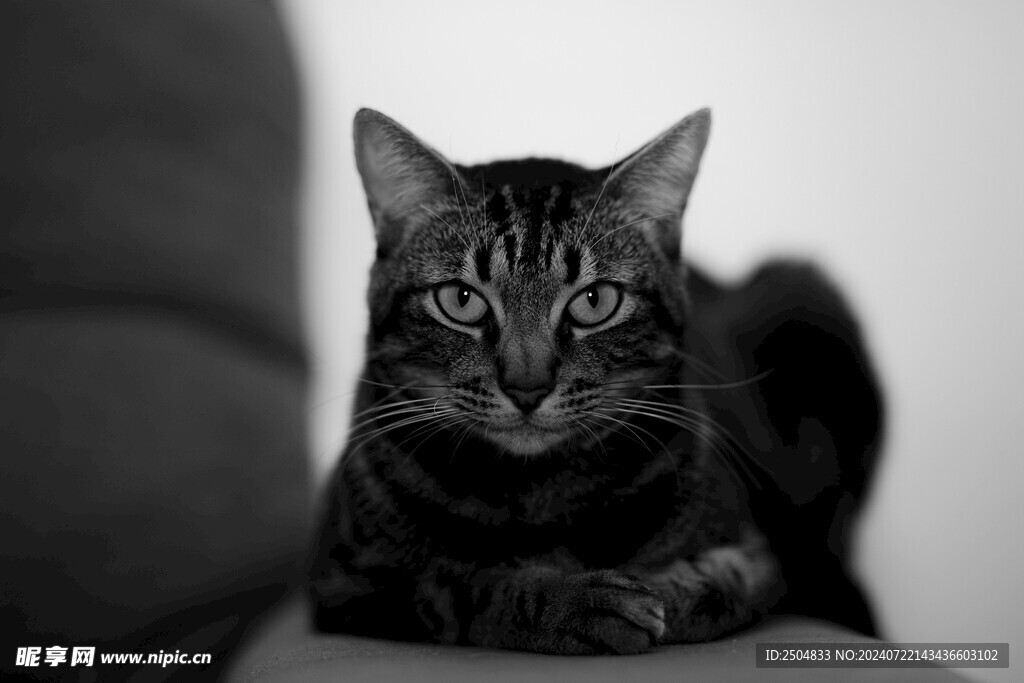 猫