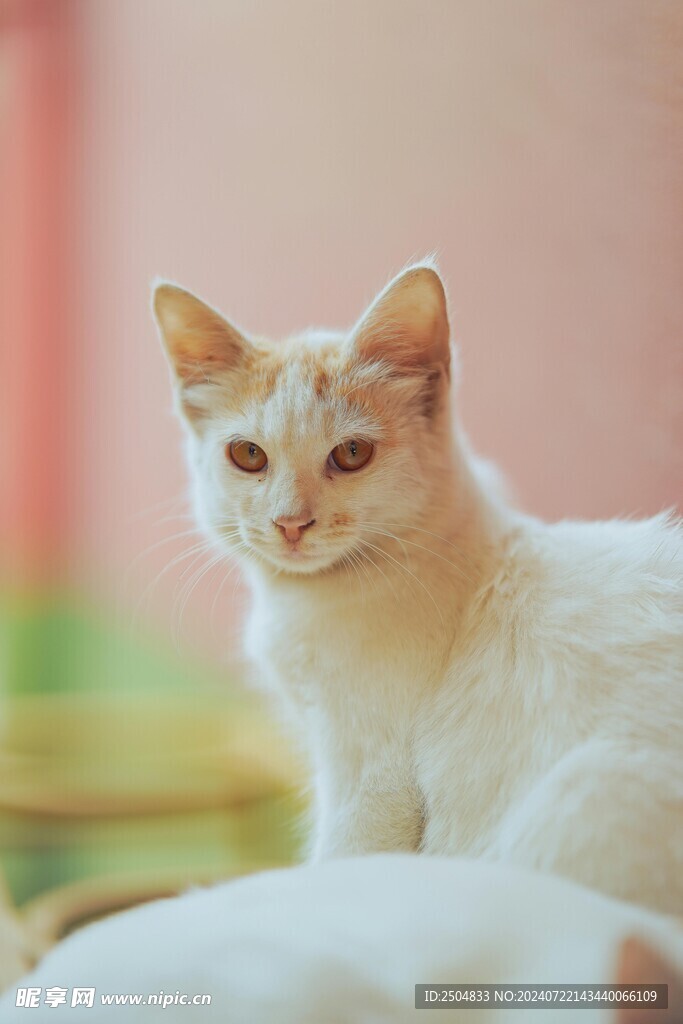 猫