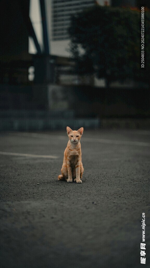 猫