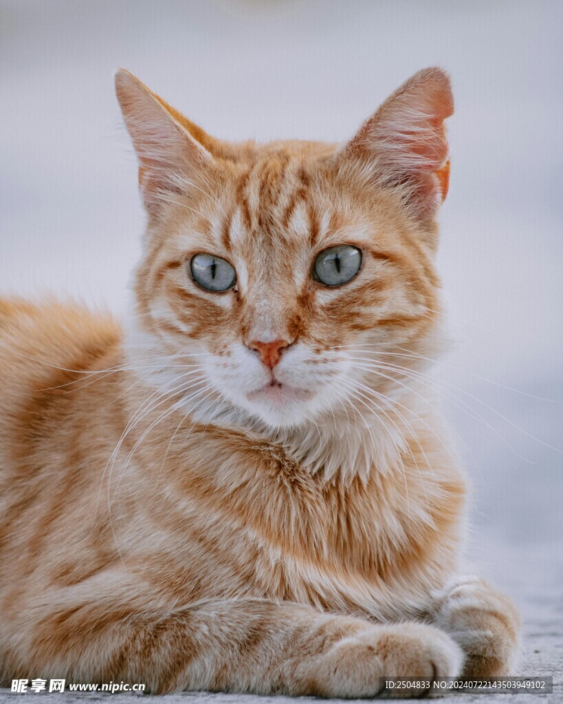 猫