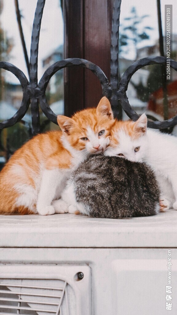 猫