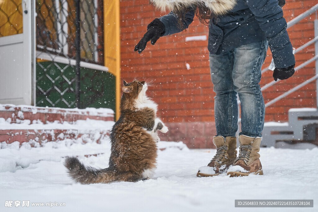 猫