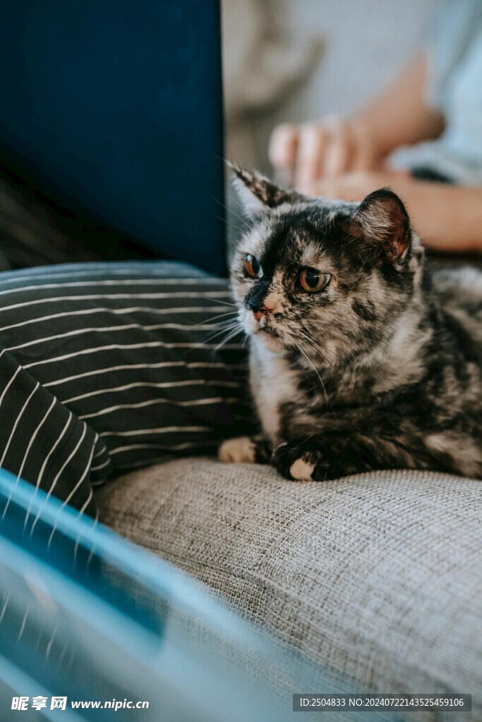 猫