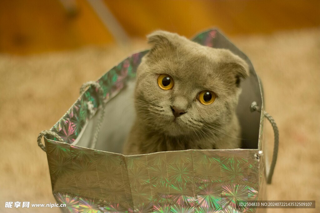 猫